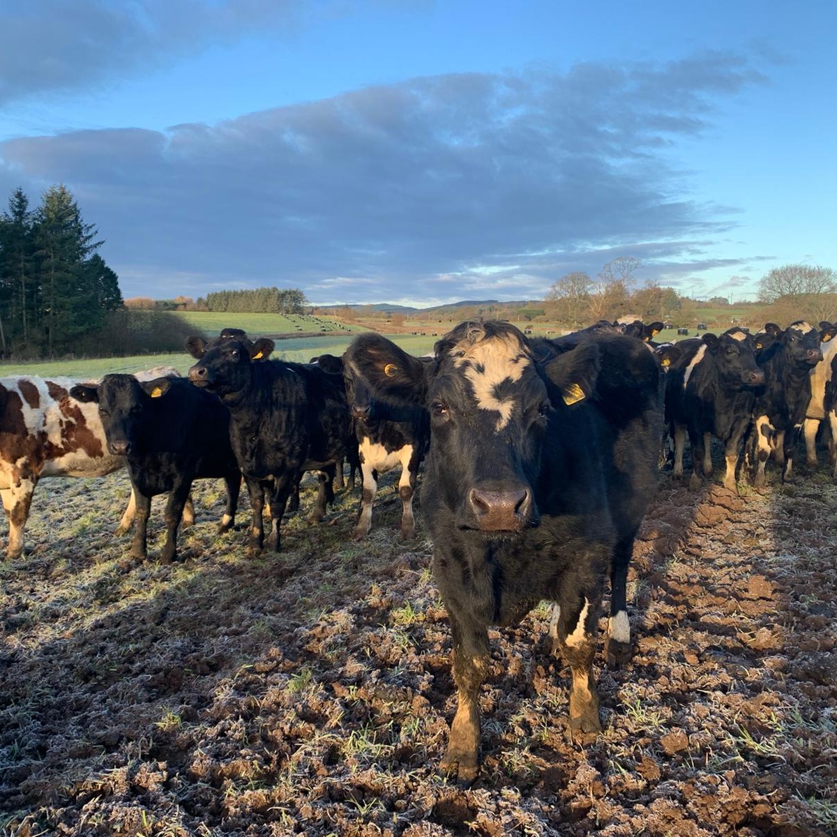 FarmingPartners's tweet photo. We have our very own winter wonderland here this week, it's chilly but the heifers are happy to be out in good healthy conditions #farming365 #grasstomilk #farmingpartners #teamdairy https://t.co/0fiLRslGFN