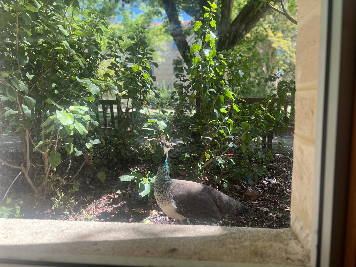Even the peacocks at <a href="/ItalianUwa/">ItalianStudiesUWA</a> were eager to participate in the <a href="/ACIS_Italian/">ACIS</a> 11th biennial conference. A wonderful beginning.