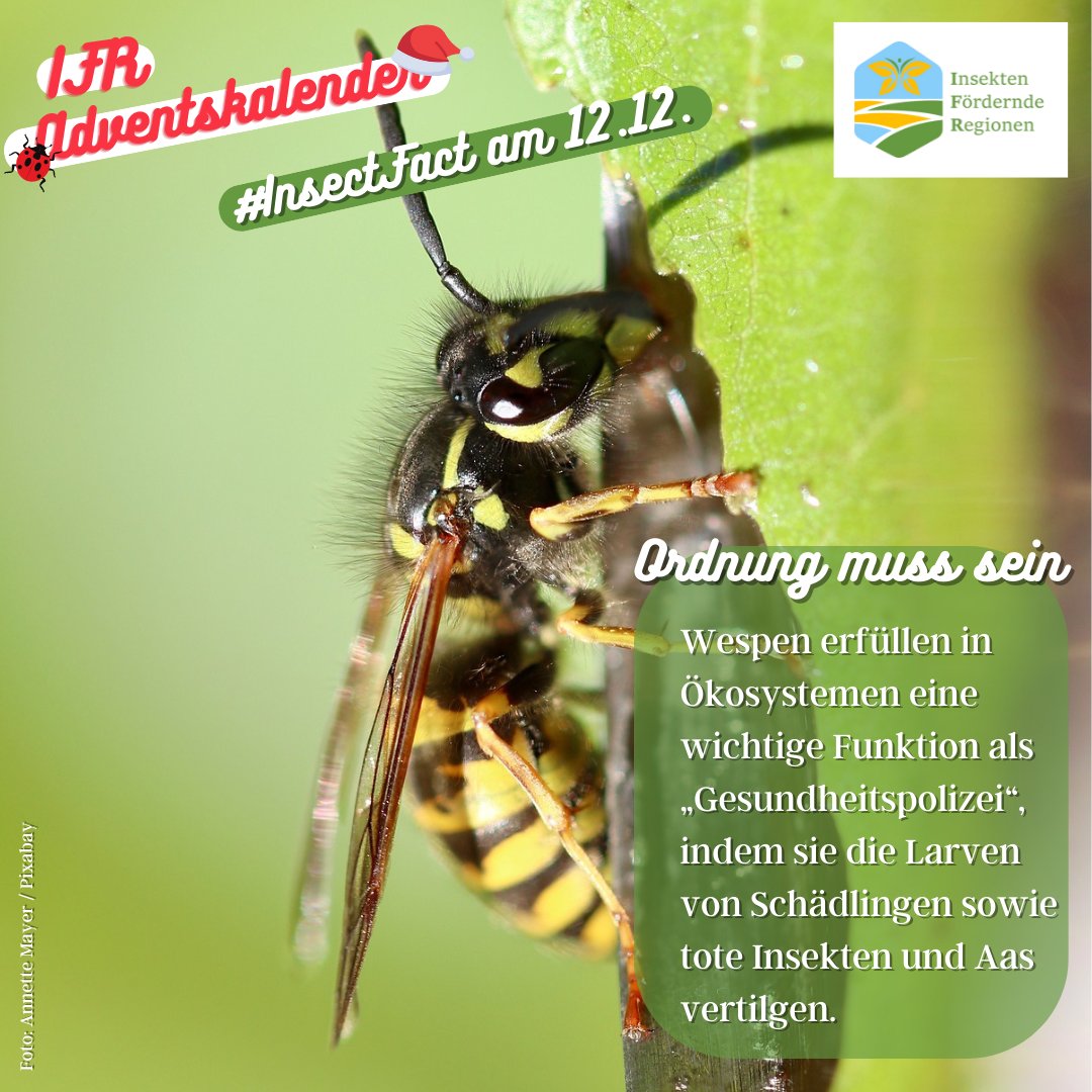 LIFE_IFR's tweet photo. https://t.co/TnoPLxF4xl🐞
#Naturschutz #Umweltschutz #Nachhaltigkeit #Biodiversität #Insekten #Bienen #Insektenschutz #Landwirtschaft #IFR #LIFE #InsektenförderndeRegionen #Advent #Adventskalender #InsectFact @LIFEProgramme @baeuerliche @Global_Nature_F @bluehland @NestleGermany https://t.co/96cZW2OAAn