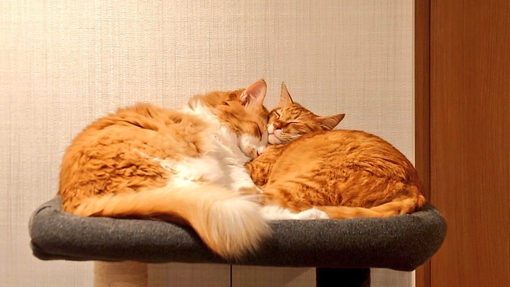 nkysk22's tweet photo. 互いに支え合う猫たち😴

#猫 #保護猫 #ねこ #猫好きさんと繫がりたい #猫のいる暮らし https://t.co/yXl5BRoiP7