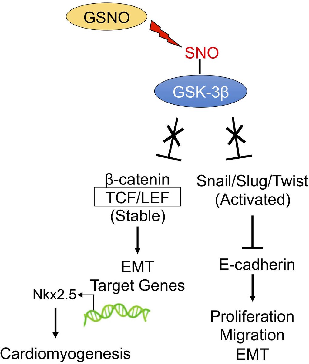 JCA_Journal's tweet photo. 🤗An Excellent Original Research Article: S-nitrosoglutathione reductase (GSNOR) deficiency accelerates cardiomyocyte differentiation of induced pluripotent stem cells
👤From Dr. Joshua M. Hare's group
🔗Read freely: https://t.co/5wRED3hqLN
#GSNOR #GSK3β #iPSCs https://t.co/SjjQuuj2Nb