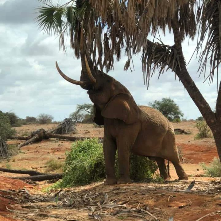 ♥️Every day is my 
🐘 #WorldElephantDay 
🐘 #2022YearOfTheElephant
🐘 #ElephantTwitter
🌍 #LetAfricaLive 🐘

📸© @KWSTsavoEast