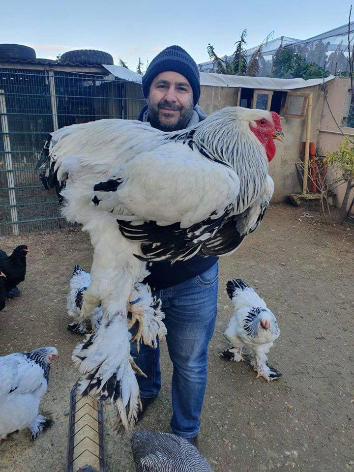 Jeste li videli najvecega petla na svetu.
.Ima 9 kg
