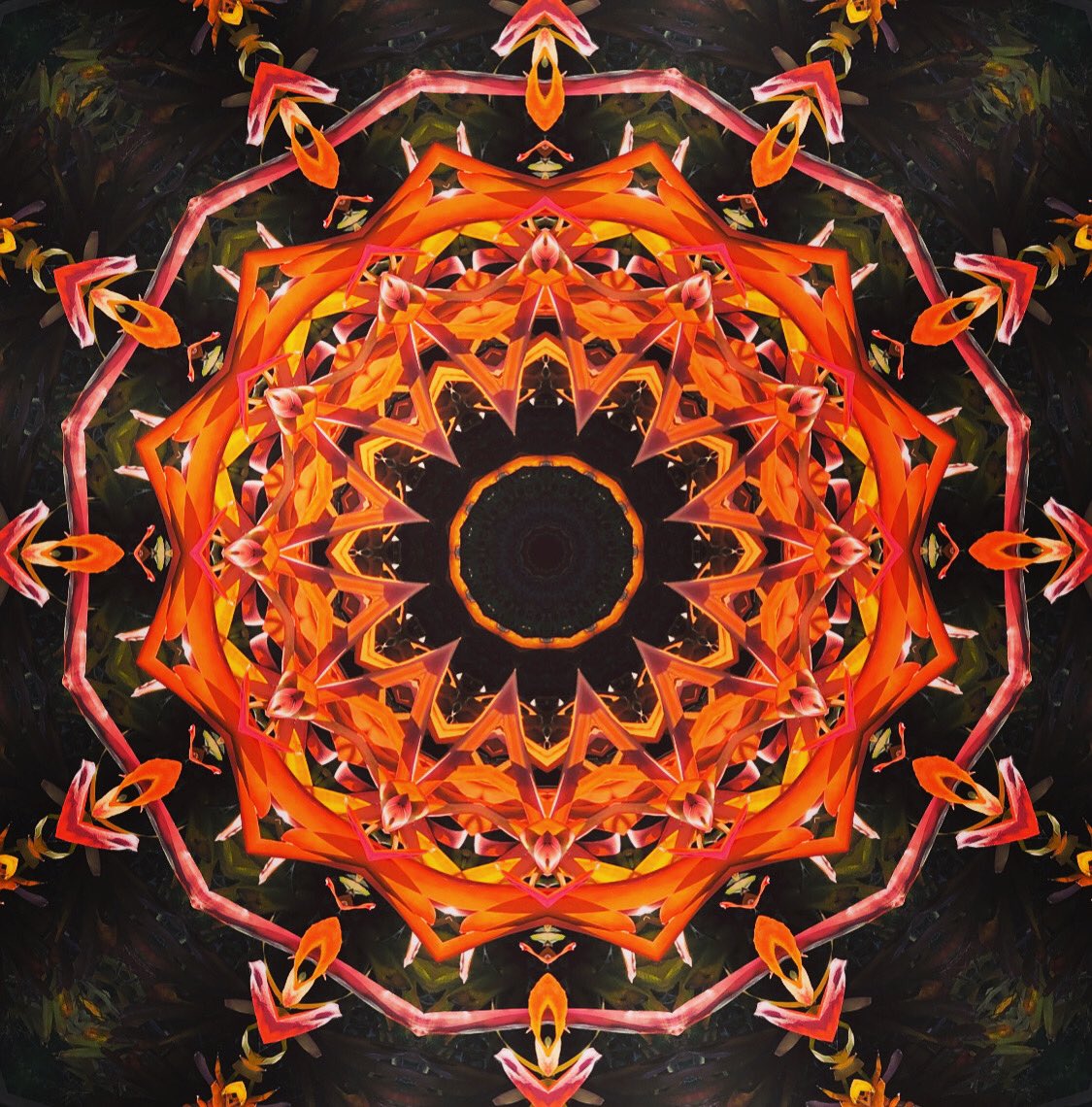 SamArpa24985706's tweet photo. Aechmea blanchetiana Red Mandala #art #digitalart #mandala #aechmea #red https://t.co/1c7AxTuf7D