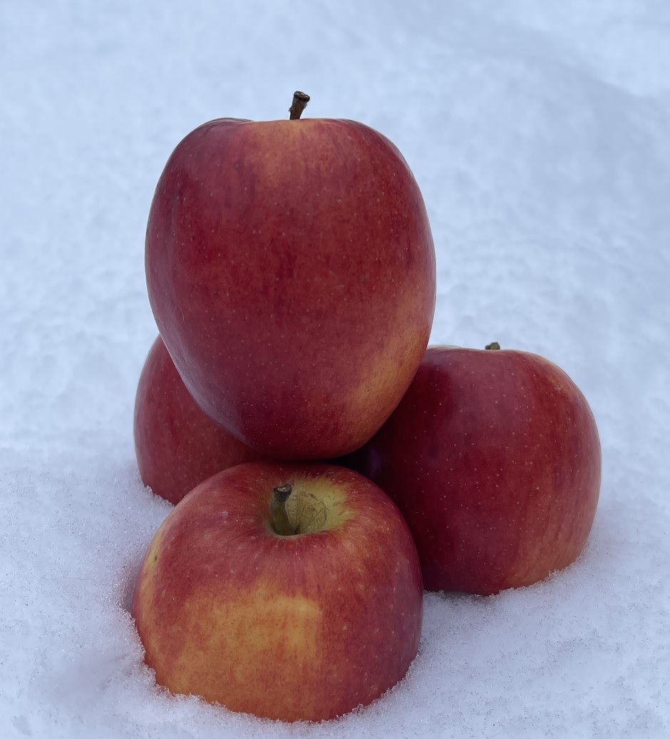 JazzAppleUK's tweet photo. Remember to pack a woolly hat and scarf if you're heading out today as it's snow joke outside! Don't forget a crisp and juicy British grown JAZZ apple or two as well for that burst of refreshment!
.
.
.
.
#apples #snack #snacktime #IsItJAZZTime #fruit #snow #uksnow #snowday https://t.co/bz64st8g4h