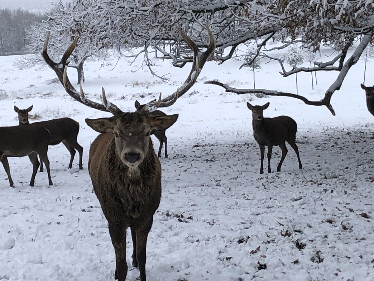 Brian the Red deer Stag at Bedfords park. Looking good in the snow.