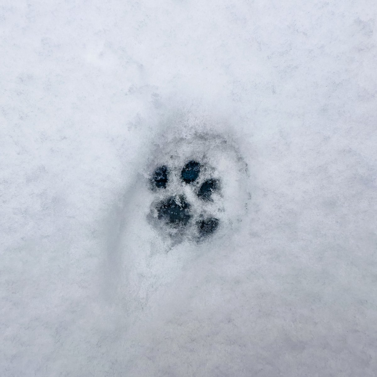 Spotted: snow cat