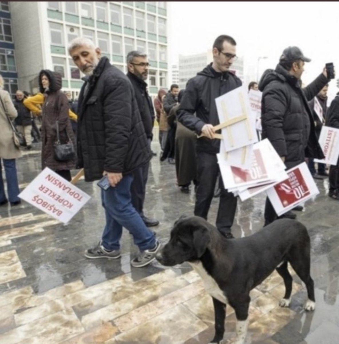 Düşmana bakıyor sanki Allah hepinizin kalplerine merhamet nasip etsin.
#SOKAKHAYVANLARISAHİPSİZDEĞİL