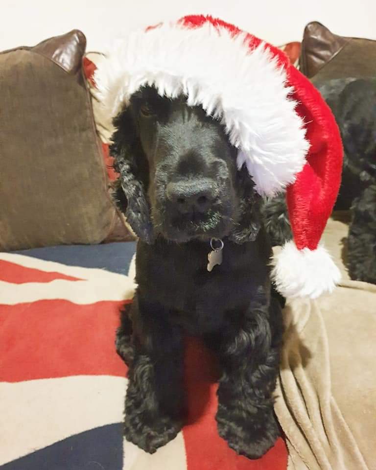 charners82's tweet photo. @charliersmith1 Jarvis and Ralph sending love (me too of course!) You got this Charlie x https://t.co/4WO94ML2TX