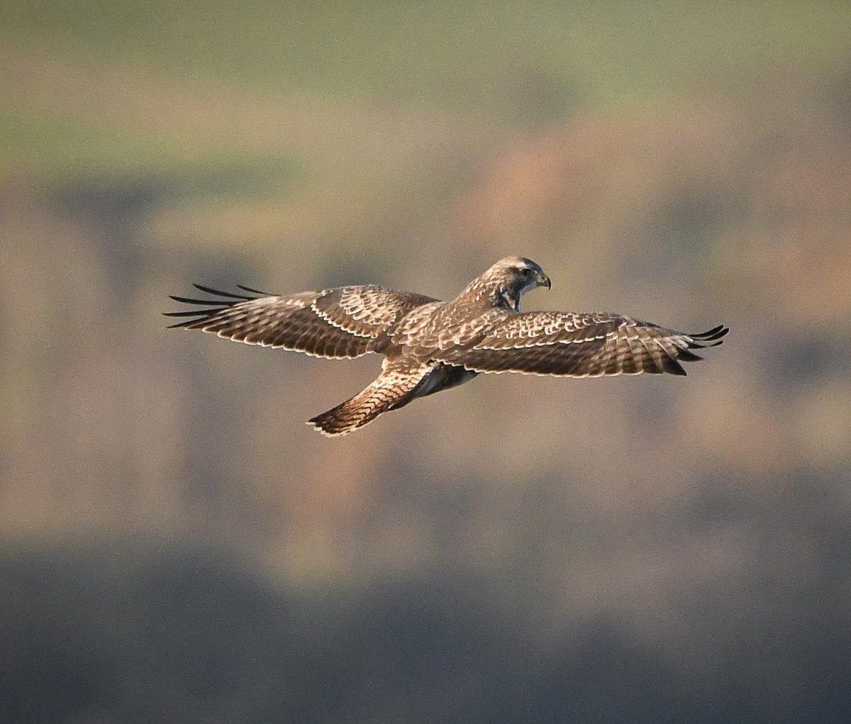 Common buzzard doing his morning stretches #buzzard #bops #BirdsOfPrey #birdphotography #birdwatching #northyorkshire #northyorkshiremoors