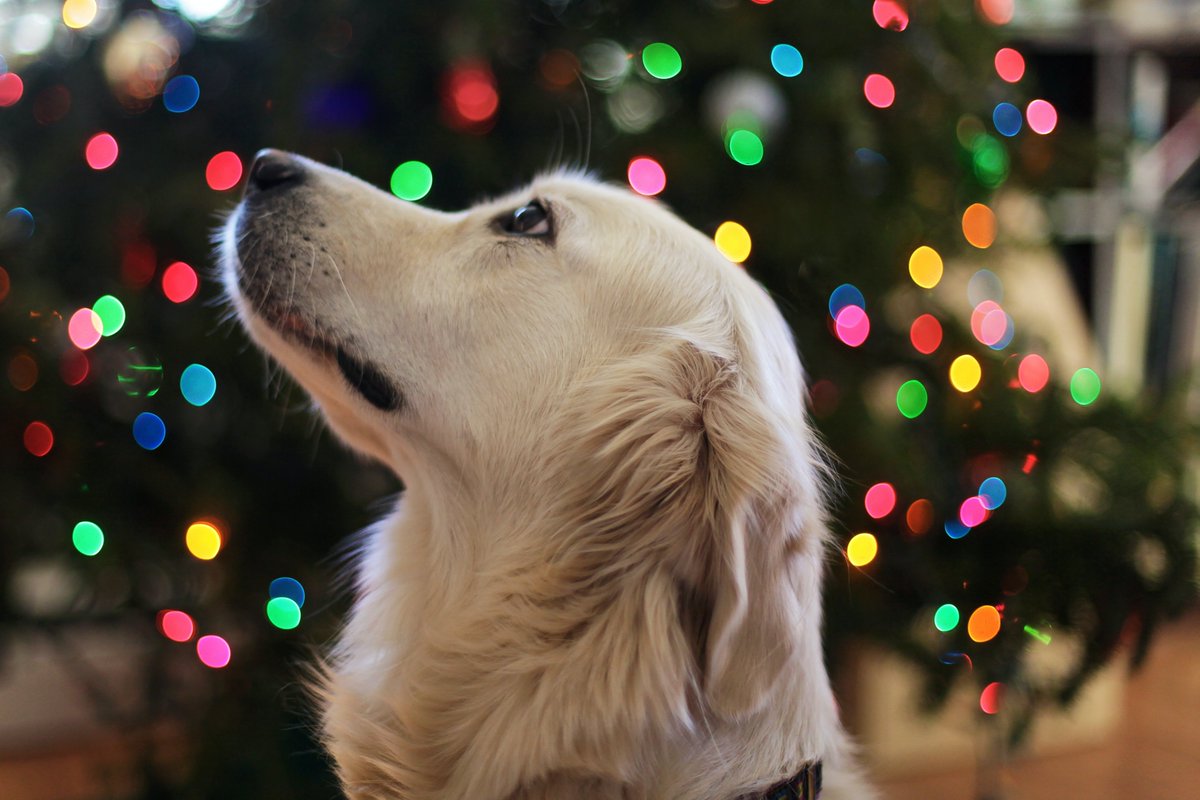 Vous songez à offrir un cadeau à votre chien ou à votre chat pour Noël ? Voici des idées cadeaux by Biogance :

biogance.com/conseil/tous-n…

#ideescadeau #noel #article