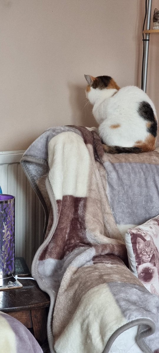 RosieRosie0044's tweet photo. The snow was all too much for Trixie who is now staring intently at the radiator waiting for it to heat up πβοΈ #snowday #coldcats https://t.co/kEqVK8ui3r