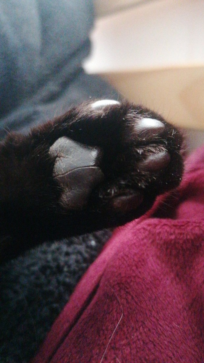RoxasTheCat_'s tweet photo. A working cats beans. My beans look like this so hers don't have to ๐ช
#cattoes #kittens https://t.co/uRnaQrdS8G