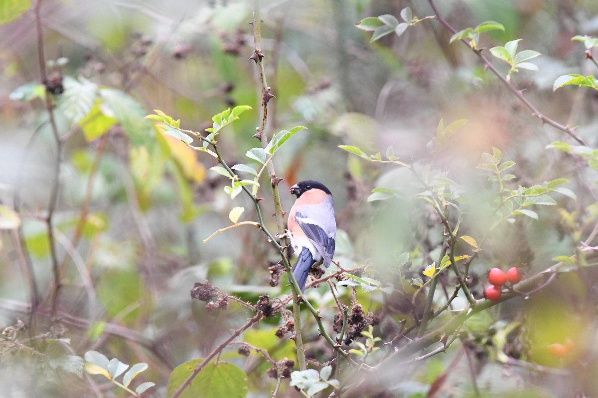 Male bullfinch from the end of October