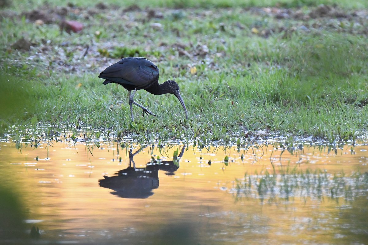 Glossy Ibis in Berkshire from the 15th November