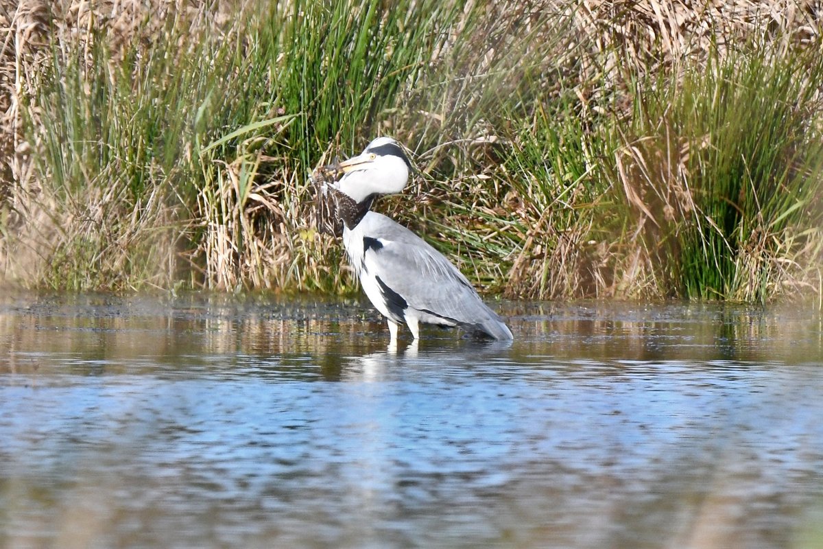Juvenile heron attempts (and ultimately fails) to eat a snipe