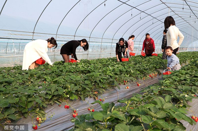 China Daily on Twitter "Strawberries are in season! Locals in Guizhou