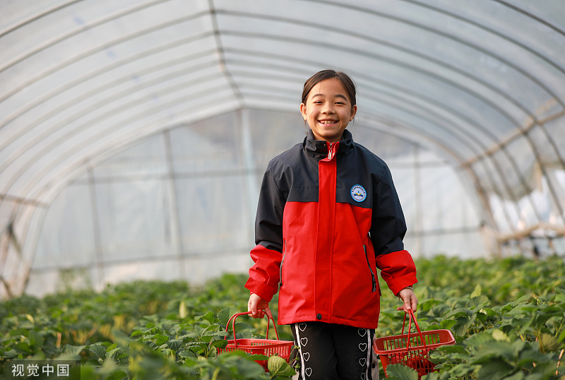 China Daily on Twitter "Strawberries are in season! Locals in Guizhou
