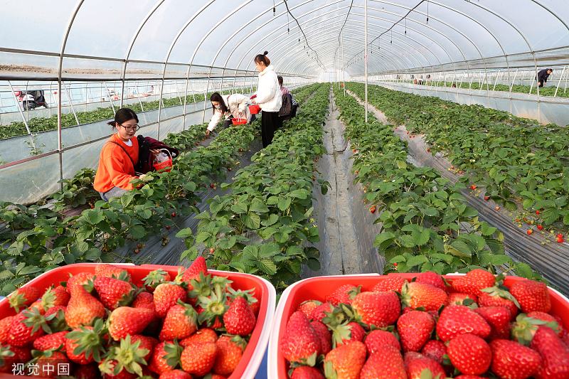 China Daily on Twitter "Strawberries are in season! Locals in Guizhou