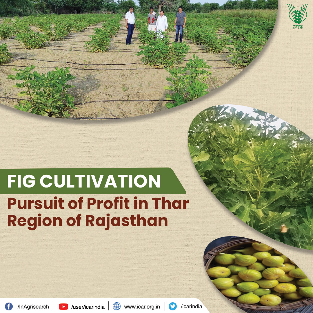 icarindia's tweet photo. Fig Cultivation: Pursuit of Profit in Thar Region of Rajasthan. #ICAR @PMOIndia @nstomar @KailashBaytu @ShobhaBJP @PIB_India @DDKisanChannel @AgriGoI @mygovindia 
Read More:https://t.co/7rJ7yQHeDO https://t.co/w77EKJ0IHu