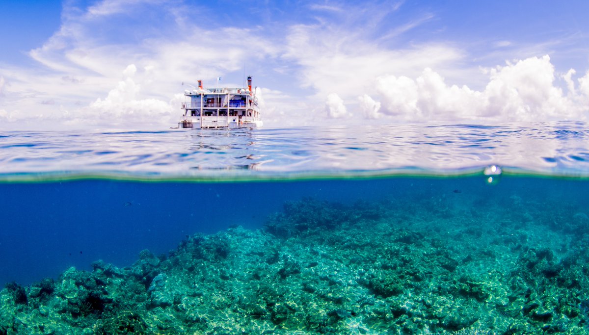 Stay on Australia's Great Barrier Reef. Its amazing
reefencounter.com.au
#greatbarrierreef #australia #reefencounter #scubadive