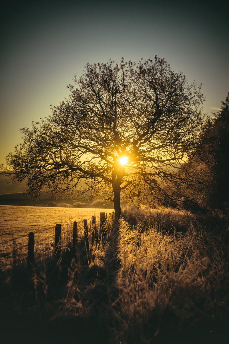 #sunrise in #northlew #devon 😍 #frosty #oak #tree - fresh start to the morning  📷 #devonphotography #devonphotographer