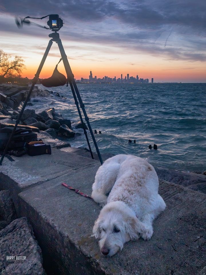 One year ago today, my bestest buddy Ajax passed away at the age of 14.5 years. He was an amazing dog. If you ever spent time with him, you know why I say that. I always said that Ajax saw more sunrises and sunsets than most humans. I miss him so much.  Love forever.  #chicago