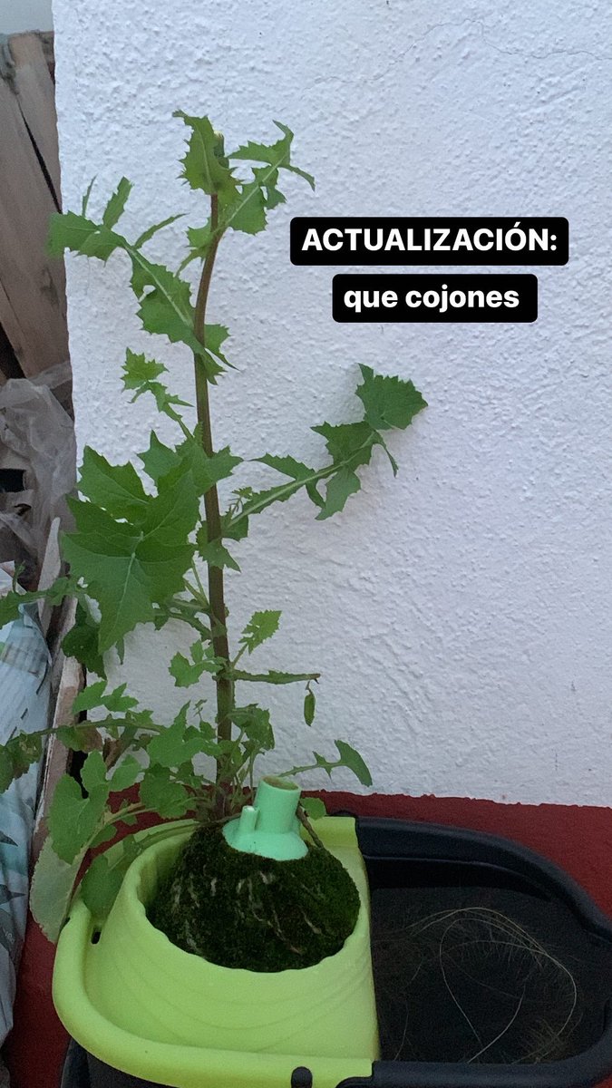 gatikosobesos's tweet image. resume piso de estudiantes: