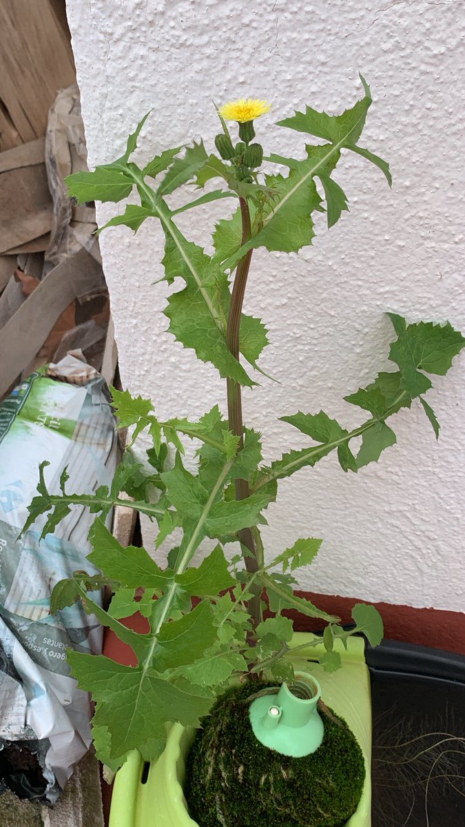 gatikosobesos's tweet image. resume piso de estudiantes: