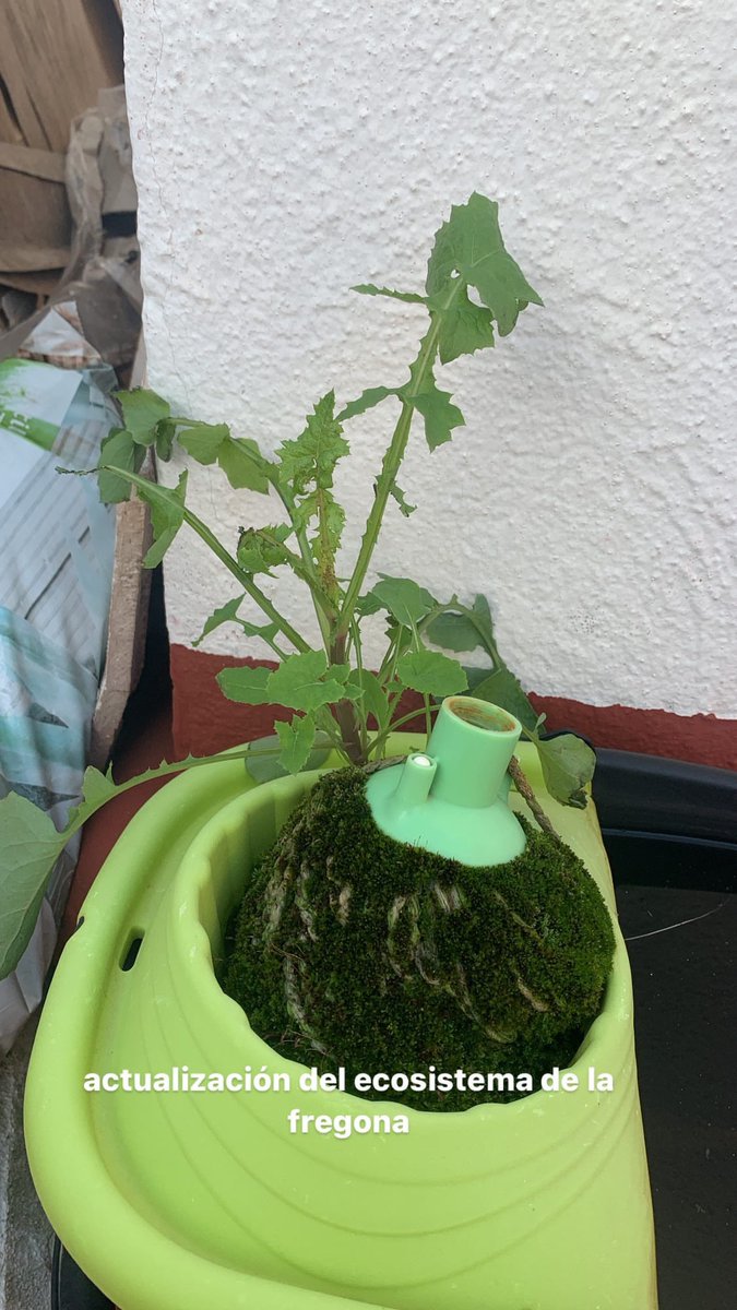 gatikosobesos's tweet image. resume piso de estudiantes: