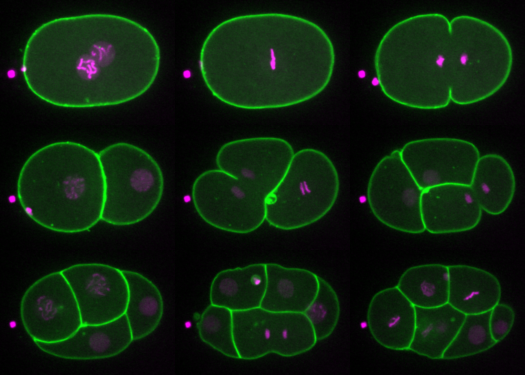 The application deadline for this funded PhD position is getting closer (9th Jan) Come use different biological models to study cell division!  UK, EU and worldwide students are eligible to apply! Details in thread: