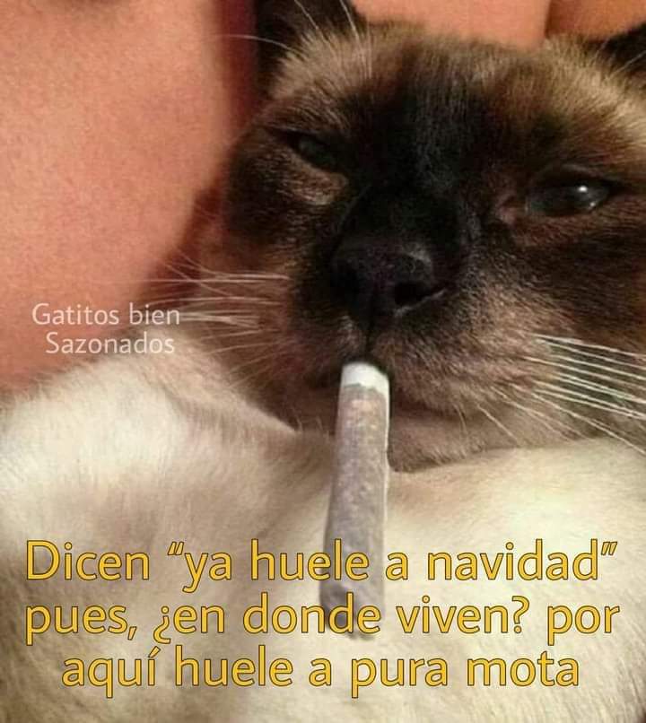 Dicen