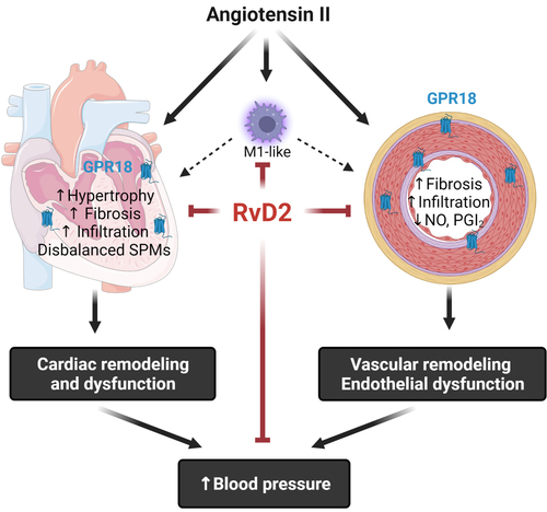 InflavasFarmaL4's tweet photo. We have recently described how Resolvin D2 decreases cardiovascular damage in the context of hypertension induced by infusion of angiotensin II.

Here it is: https://t.co/rpykEZKsR0 https://t.co/H1MTjD1ERM