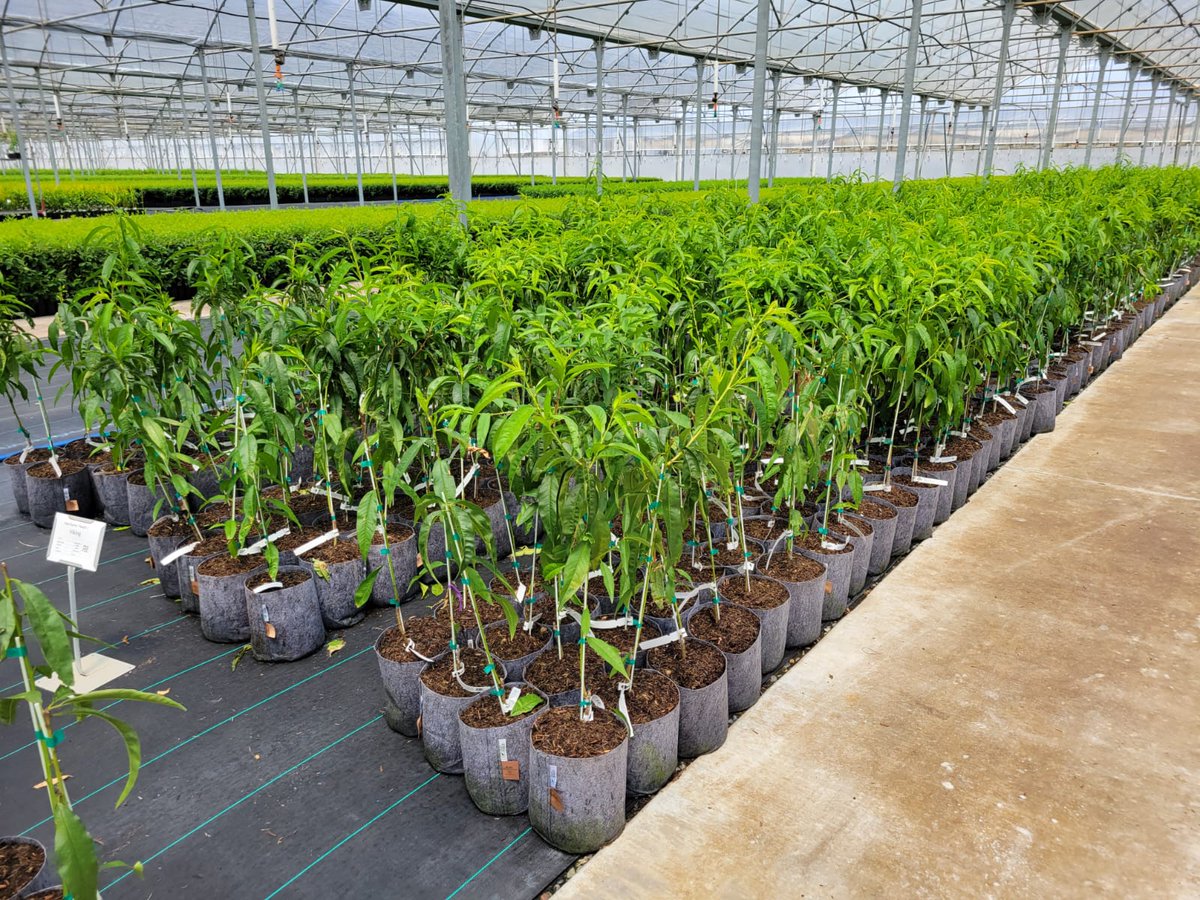 RootPouch's tweet image. It's about time to double check and make sure you have the containers you need for the upcoming season! 

If you would like to use Root Pouch this year, call us at 503-439-0306 or info@rootpouch.com 

#nursery #plasticpots #landscape