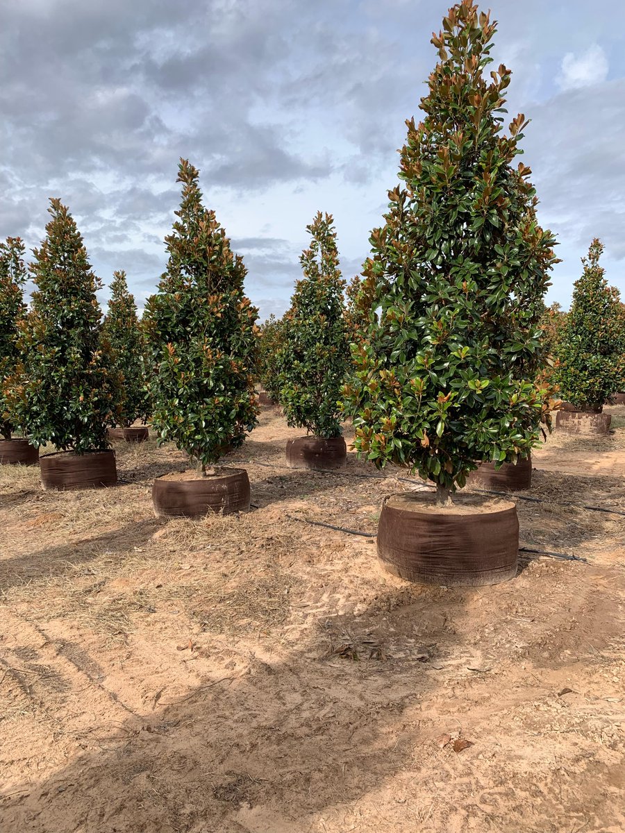 RootPouch's tweet image. It's about time to double check and make sure you have the containers you need for the upcoming season! 

If you would like to use Root Pouch this year, call us at 503-439-0306 or info@rootpouch.com 

#nursery #plasticpots #landscape