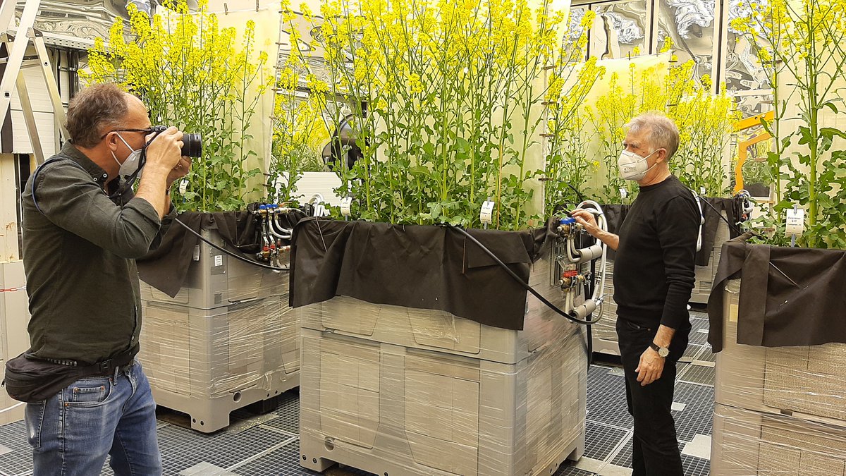 Leibniz IPK (@leibnizipk) on Twitter photo Beim Sofa Event „Plant Science Meets Virtual Reality” von <a href="/Die_Blattmacher/">Die Blattmacher</a> geben die Köpfe hinter dem Projekt <a href="/AvatarsProj/">avatars</a>, darunter einige vom <a href="/LeibnizIPK/">Leibniz IPK</a>, am Mittwoch ab 17 Uhr Einblicke in eine neue Dimension der Rapsforschung.
➡️Anmeldung & Infos: bit.ly/3UQrWFV Beim Sofa Event „Plant Science Meets Virtual Reality” von <a href="/Die_Blattmacher/">Die Blattmacher</a> geben die Köpfe hinter dem Projekt <a href="/AvatarsProj/">avatars</a>, darunter einige vom <a href="/LeibnizIPK/">Leibniz IPK</a>, am Mittwoch ab 17 Uhr Einblicke in eine neue Dimension der Rapsforschung.
➡️Anmeldung & Infos: bit.ly/3UQrWFV