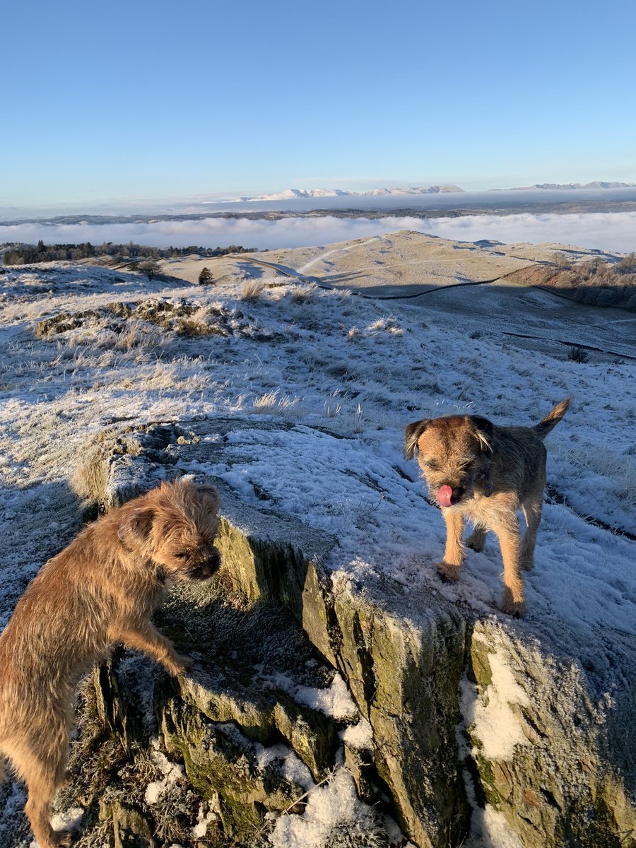 FTerrierist's tweet image. Not for posing this morning! @HooliNuala #cloudinversion #BTPosse #borderterrier #thelakedistrict