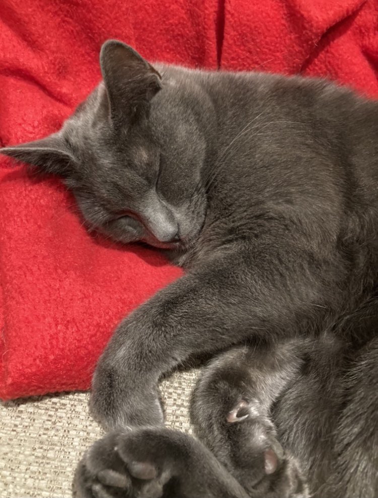 Viv_Gleeson's tweet photo. She’ll probably return without a care in the world but our lovely cat didn’t come home last night and it’s so cold outside 🥺 She’s nervous but also v friendly around strangers so we’re hoping she is curled up somewhere warm. #Sandymount #MissingCat https://t.co/asopR3xquM