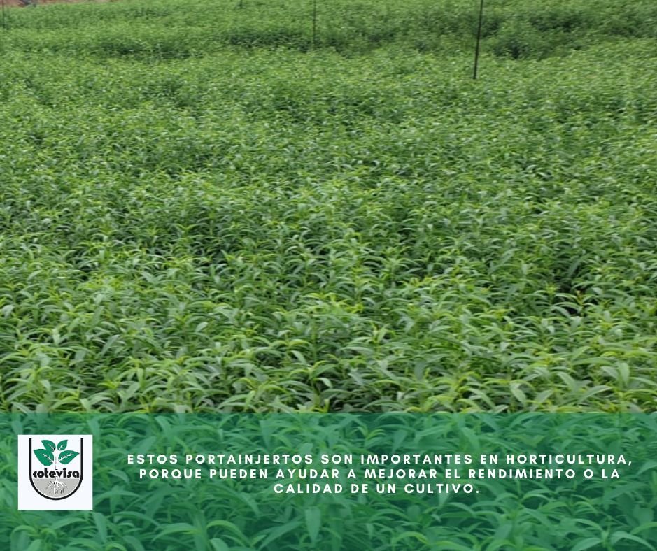 cotevisa's tweet photo. Portainjertos

🌱Se utilizan para injertar las yemas con el fin de propagar nuevas especies, una ayuda a la micropropagación.

+34 96 254 19 11 o 📩 comercial@cotevisa.com

📍 https://t.co/w3nTcWhper
#cultivoinvitro #viveros #agricultores #investigación #innovación #portainjertos https://t.co/ahVxrLjEB8