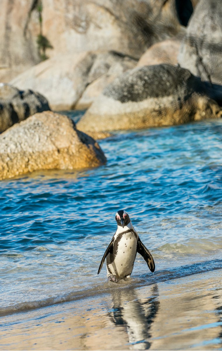 African penguin on the sandy beach, in Cape Town. South Africa.

📸Sergey Uryadnikov

#Penguins #MotherCity #CapeTown #SouthAfrica