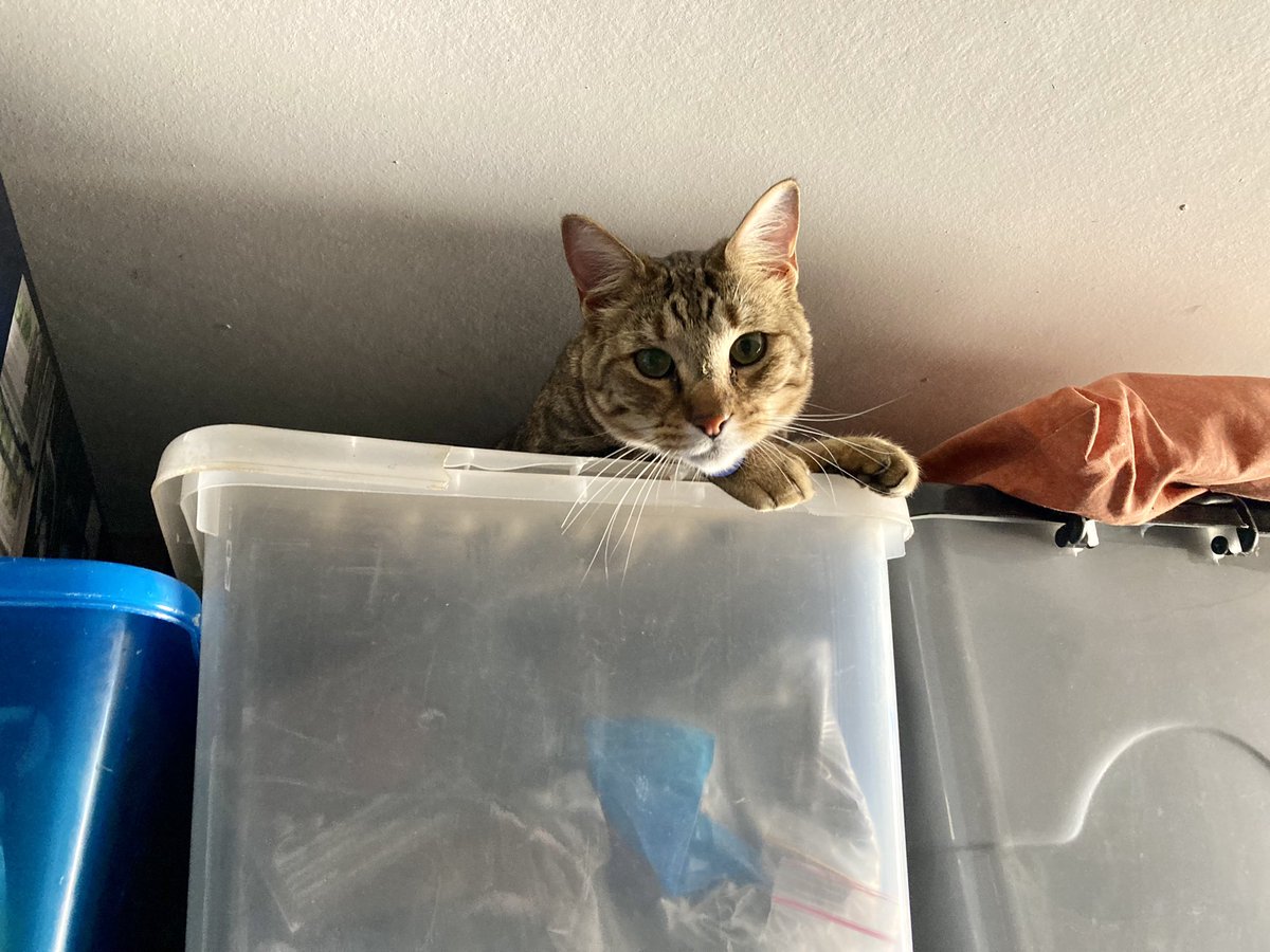 HollingsY's tweet photo. @charliersmith1 Here’s my cute floof. Doesn’t smile much but he’s actually pretty sweet! https://t.co/iUJBWMNJ1K