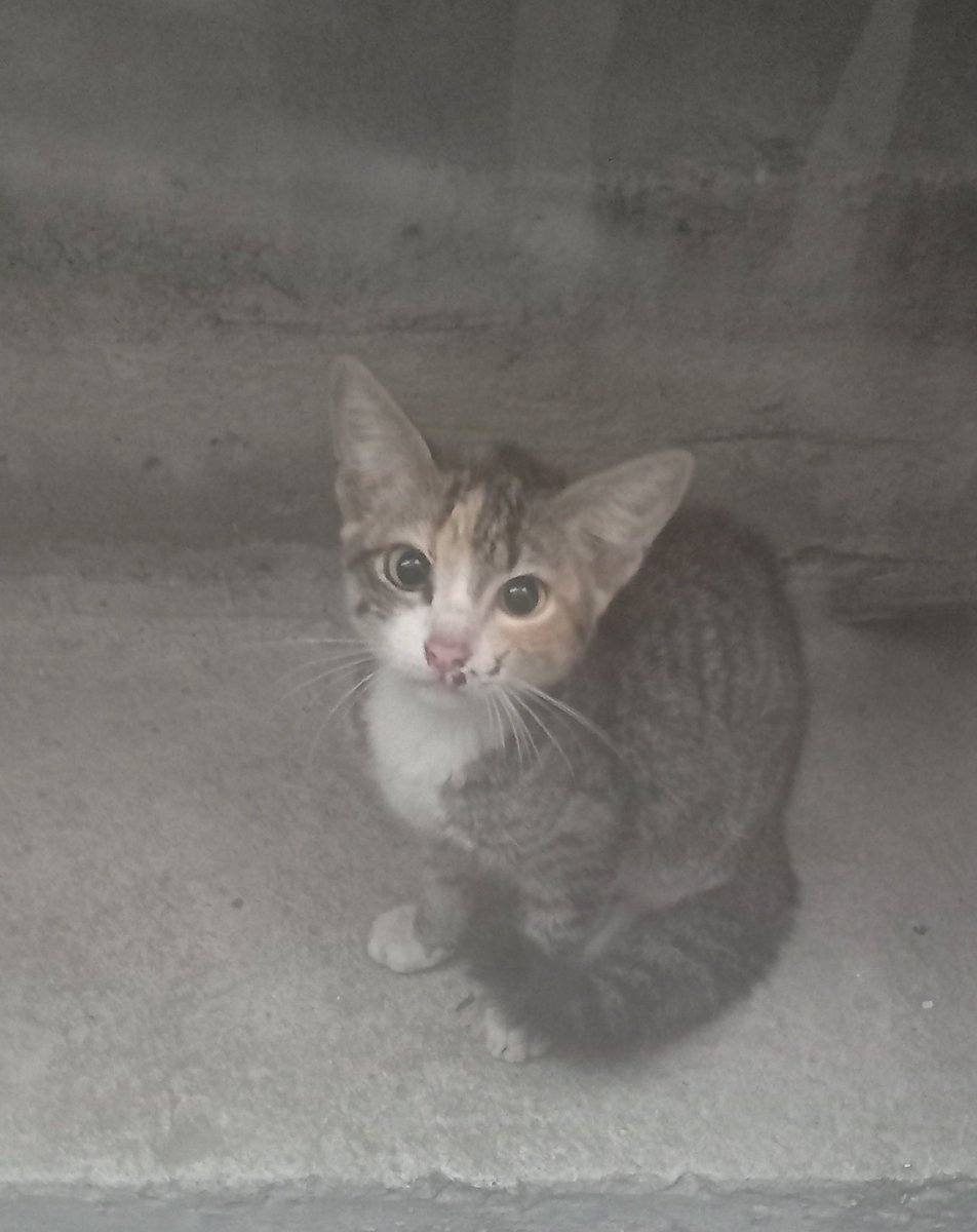 GarciaYesapin's tweet photo. Gente de Cienfuegos que no va a ver esto
Este gatico aparecio hoy en la terraza de mi casa, y no me dejan quedarme con el porque ya tengo uno y se estaban fajando, aparte de que a mi mamá no le gustan los gatos.
Ya le di comidita y eso, pero me parte el cora no poder entrarlo https://t.co/3GKoAtN0Pa
