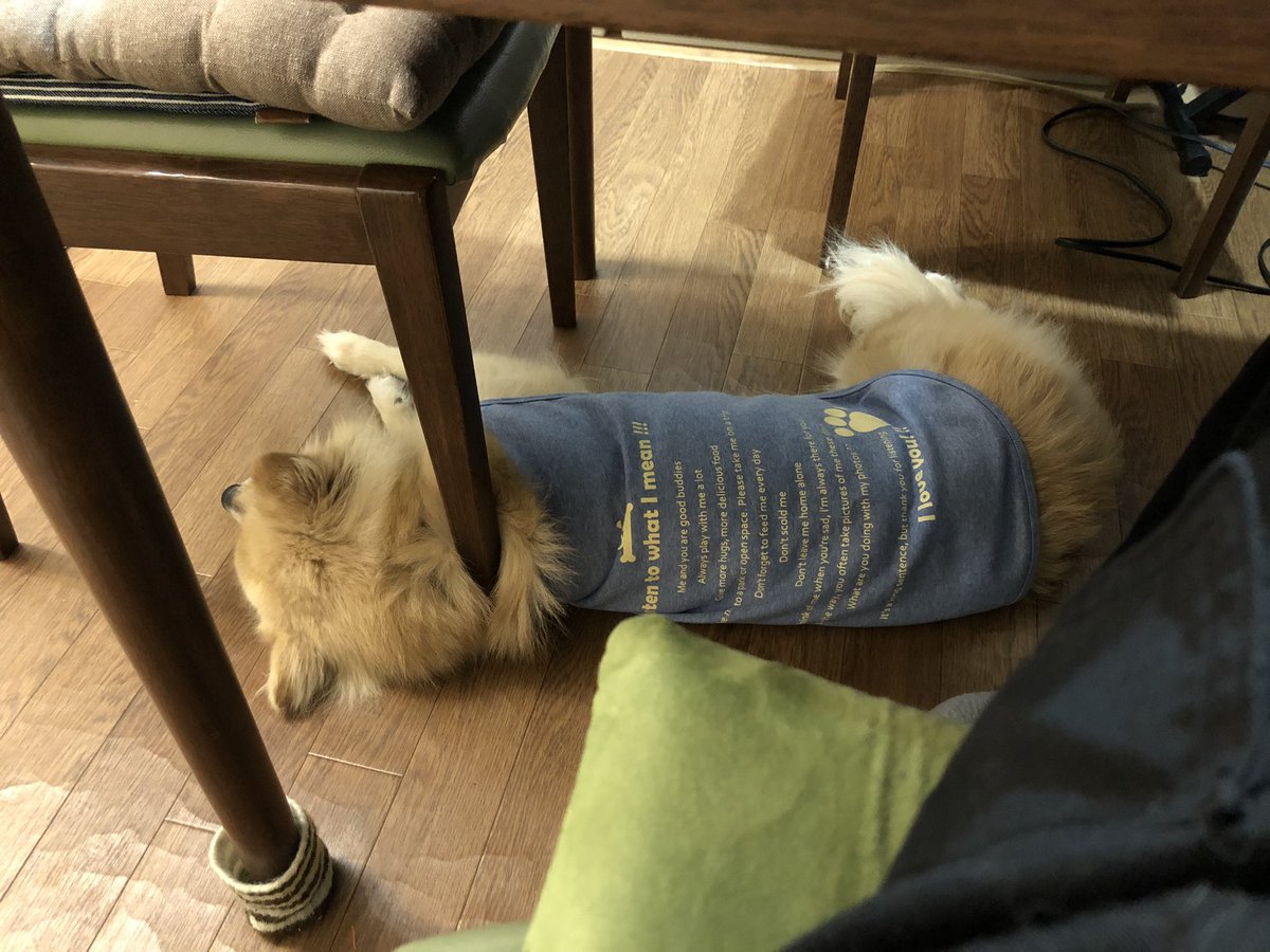 お魚大好きめいめい🐶
テーブルの下でずっと待ってたのに…夕飯のサバの塩焼きもらえなくてふて寝😅
テーブルの脚が首に刺さってるみたいに見えるよ😱💦