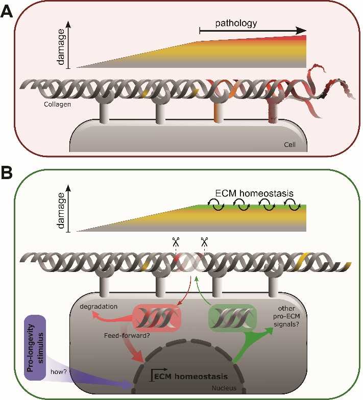 Collin Ewald (@collinewald) on Twitter photo We wrote an extensive review about #Extracellular #Matrix Dynamics as an Emerging yet Understudied #Hallmark of #Aging and #Longevity. We hope this will facilitate needed experiments for ECM to become a hallmark. #matreotype. <a href="/cyril_statzer/">Cyril Statzer</a> @ParkisLaelaps aginganddisease.org/EN/10.14336/AD… We wrote an extensive review about #Extracellular #Matrix Dynamics as an Emerging yet Understudied #Hallmark of #Aging and #Longevity. We hope this will facilitate needed experiments for ECM to become a hallmark. #matreotype. <a href="/cyril_statzer/">Cyril Statzer</a> @ParkisLaelaps aginganddisease.org/EN/10.14336/AD…