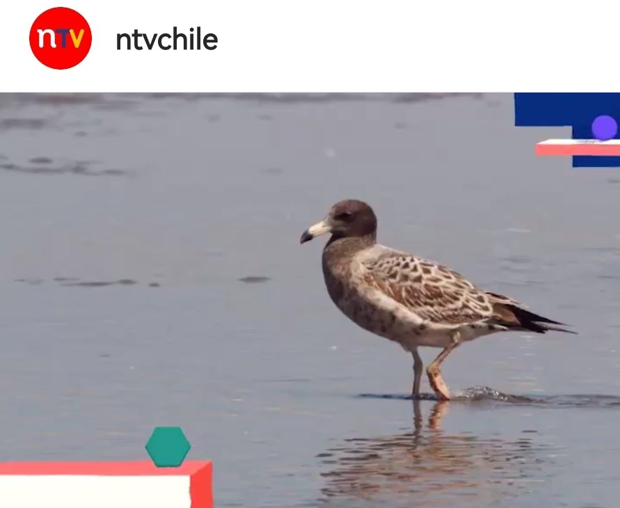 pizarroviera's tweet photo. #Ovalle en el canal cultural de TVN "NTVChile" hoy a las 22.00 hrs, se emitirá en su estreno las increíbles especies marinas que habitan en Chile descubriendo la increíble biodiversidad de nuestro Océano Pacífico, realización del Ovallino Juan Campusano @elovallino https://t.co/Ovqbr1PK3I
