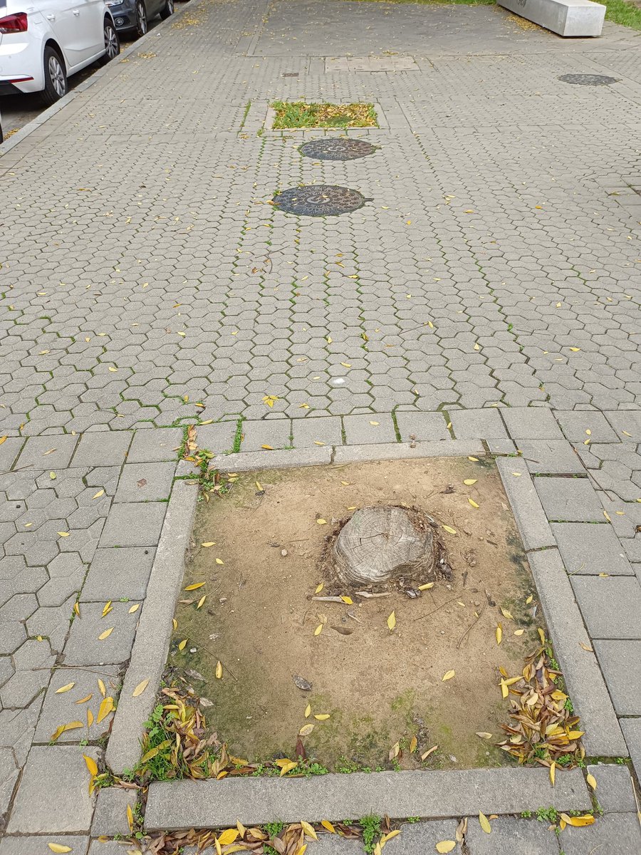 <a href="/antoniomunozsev/">Antonio Muñoz</a> Tururú en lo que respecta a Parques y Jardines.

Ni siquiera se ha publicado este año el Plan de Plantaciones a diferencia de los cuatro anteriores.

Y ahí siguen, las decenas de miles de alcorques vacíos.