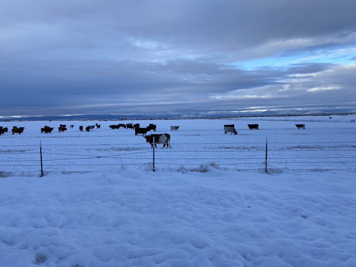 Juan Francisco Acutain tweet media