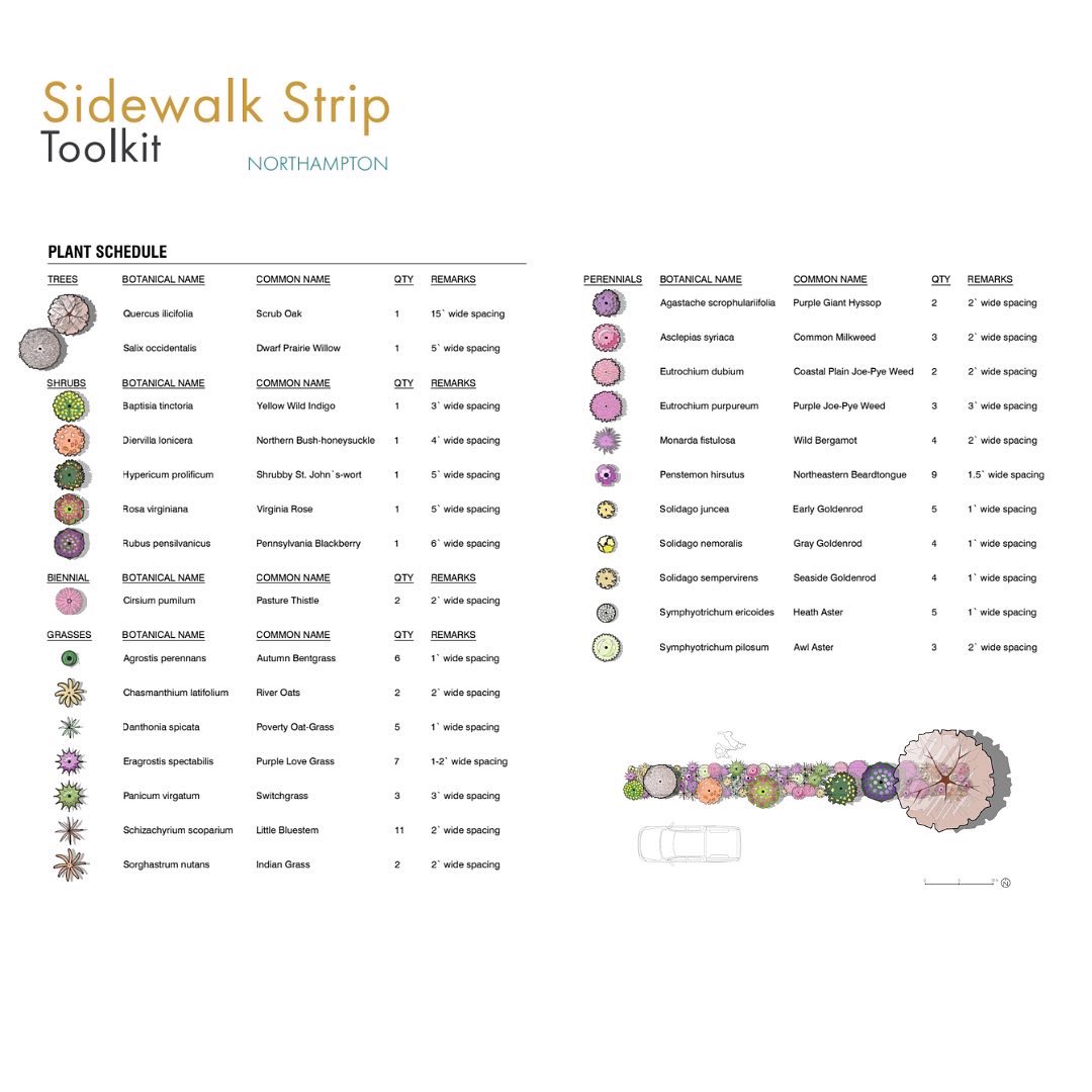 Check out this salt/drought-tolerant sidewalk strip design we did for Northampton, MA - can’t wait to bring this approach to the future Brooklyn Pollinator Corridor with @V6A_coLab! Using native plants to build #biodiversity and support at-risk #pollinators, one city at a time.