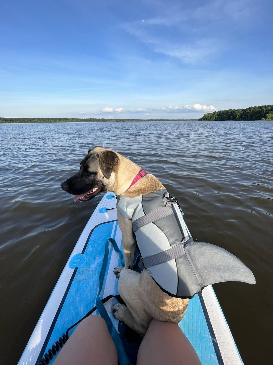 dee_sco9's tweet photo. 1 year with my sweet baby Fen❤️ my best friend, adventure buddy, emotional support dog, and protector all in one. To many more years of fun. Love you always Fenny girl https://t.co/BYKOLQbTFg