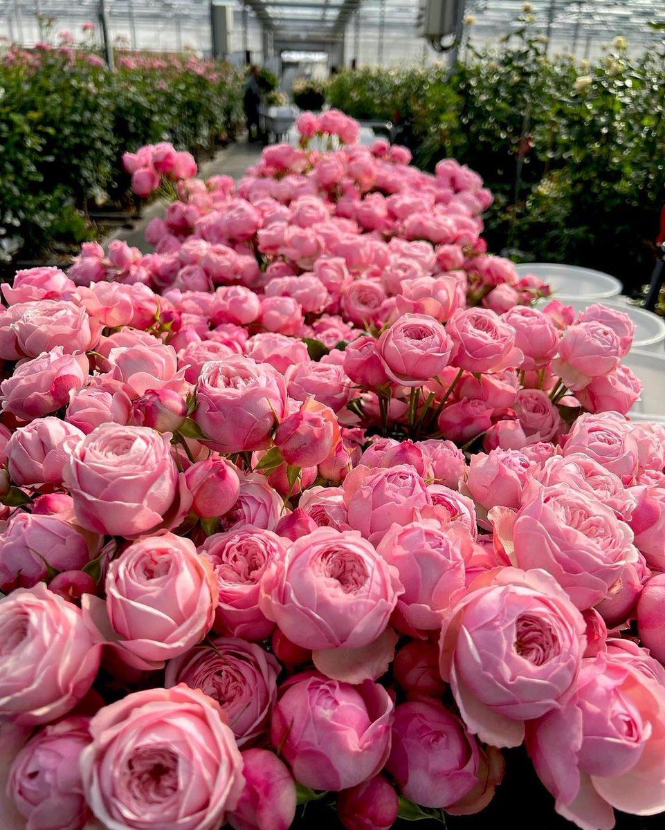 قافية الشعر (@1qafal) on Twitter photo 